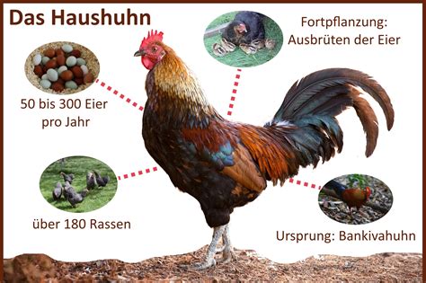Steckbrief: Huhn .
